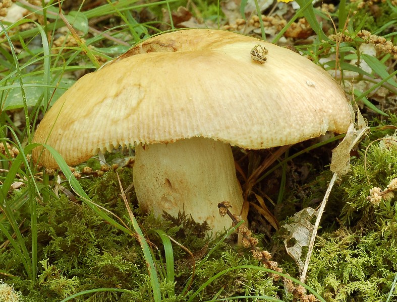 Russula laurocerasi del 4 luglio